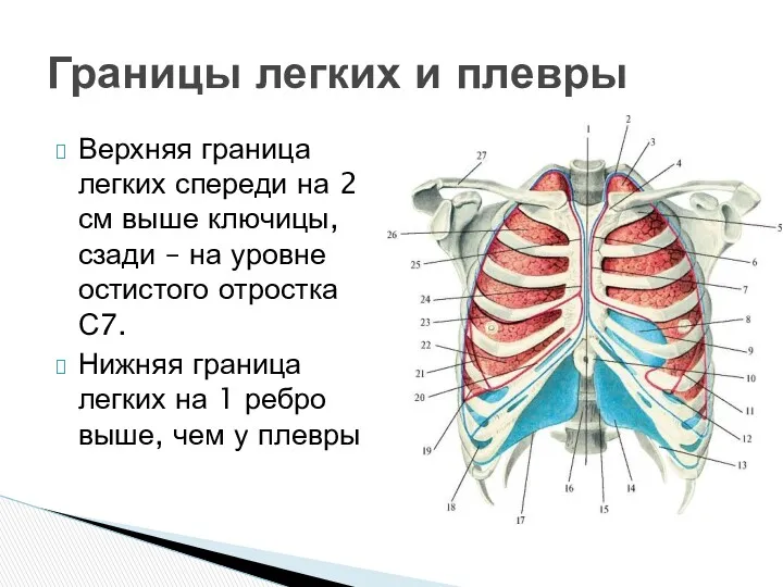 Верхняя граница легких спереди на 2 см выше ключицы, сзади