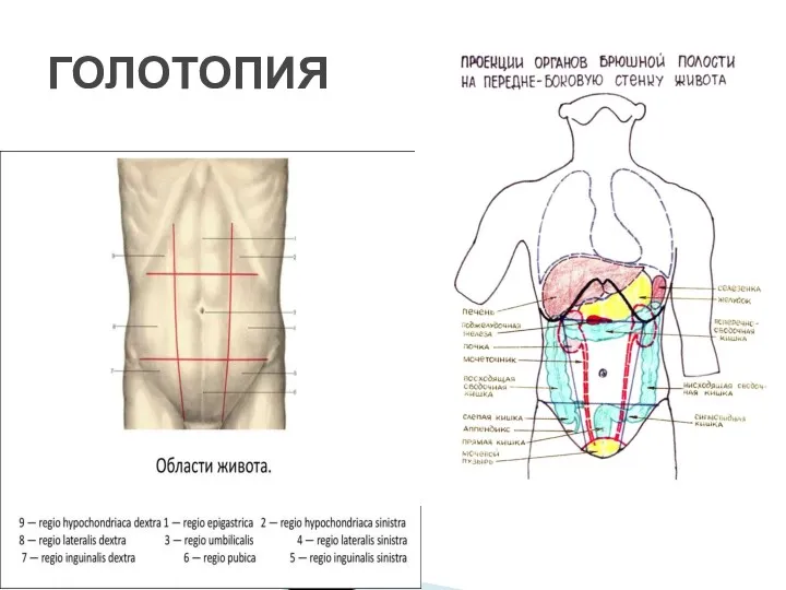 ГОЛОТОПИЯ