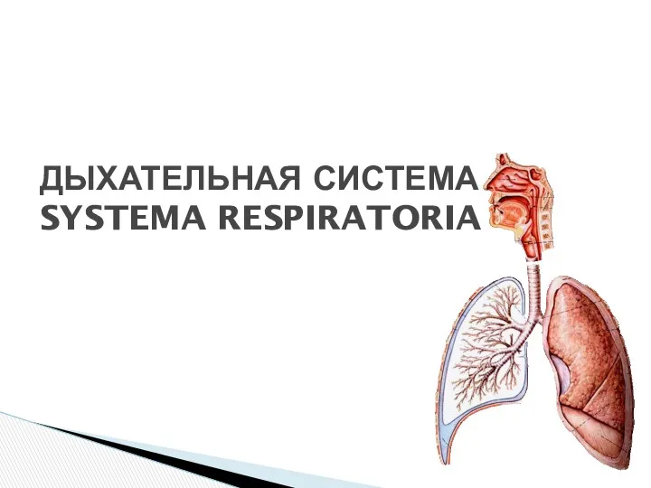 ДЫХАТЕЛЬНАЯ СИСТЕМА SYSTEMA RESPIRATORIA