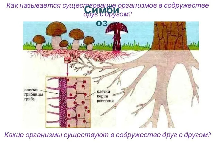 Как называется существование организмов в содружестве друг с другом? Симбиоз