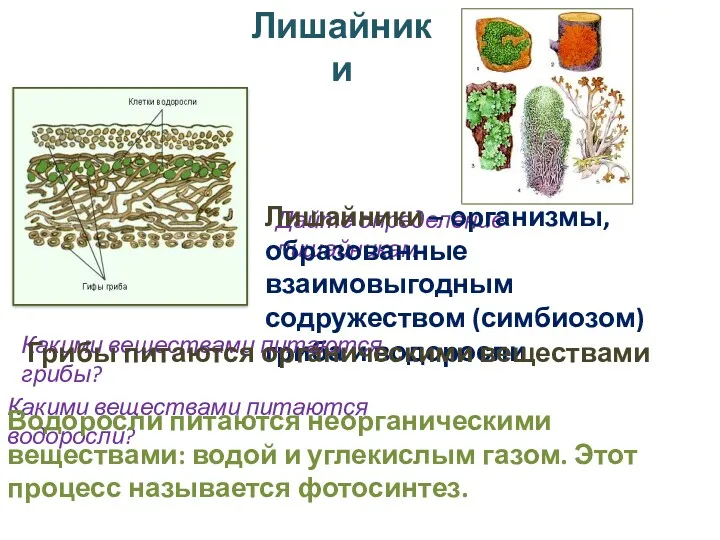 Лишайники Дайте определение лишайникам Лишайники – организмы, образованные взаимовыгодным содружеством