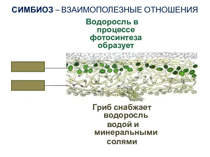 СИМБИОЗ – ВЗАИМОПОЛЕЗНЫЕ ОТНОШЕНИЯ Гриб снабжает водоросль водой и минеральными