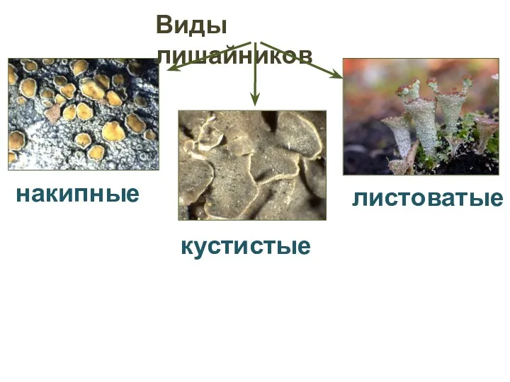 накипные кустистые листоватые Виды лишайников