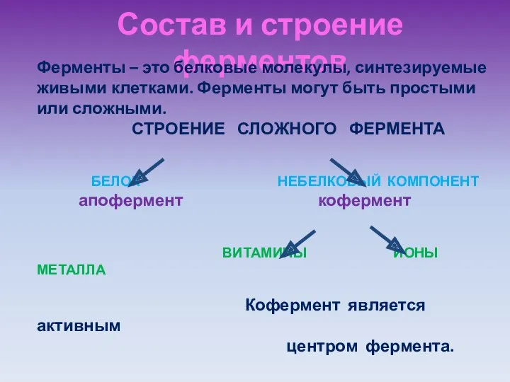 Состав и строение ферментов Ферменты – это белковые молекулы, синтезируемые