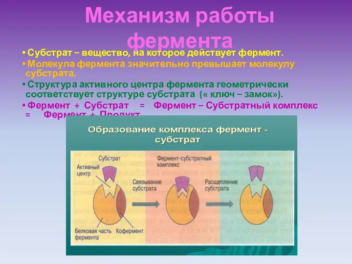 Механизм работы фермента Субстрат – вещество, на которое действует фермент.