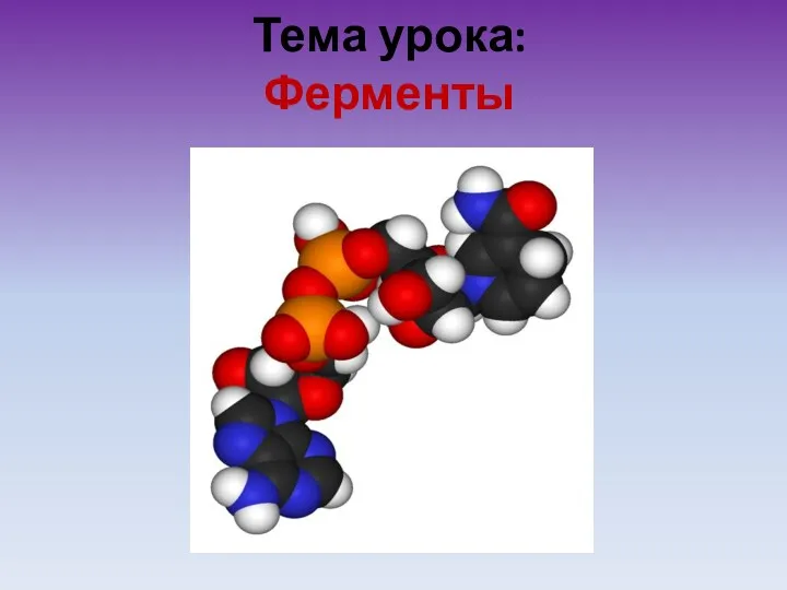 Тема урока: Ферменты