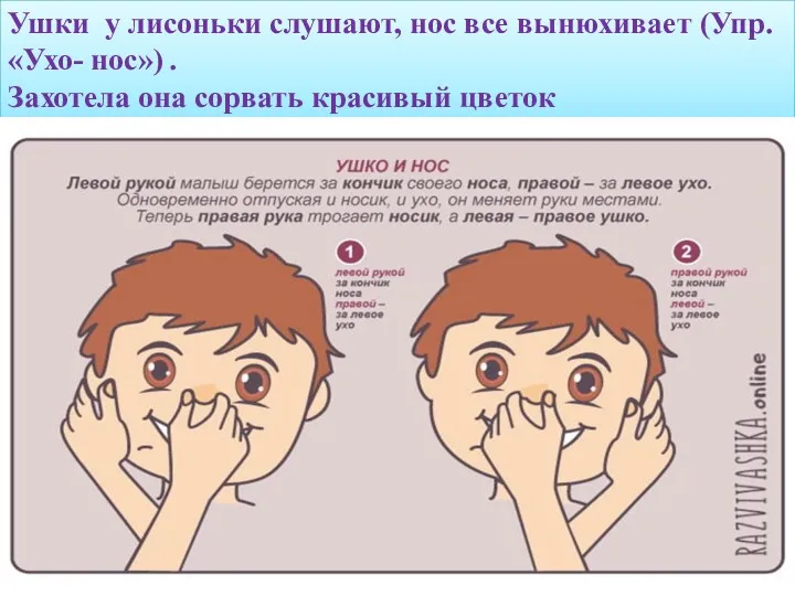 Ушки у лисоньки слушают, нос все вынюхивает (Упр. «Ухо- нос») . Захотела она сорвать красивый цветок