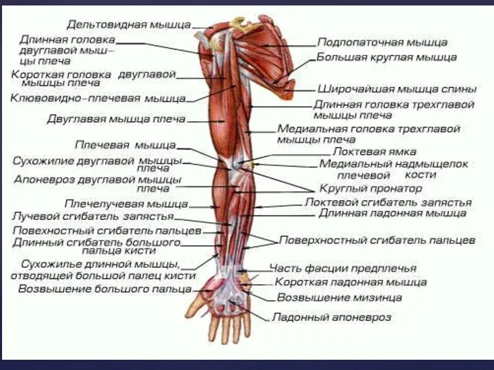 Мышцы руки и кисти