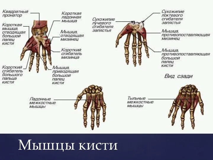 Мышцы кисти