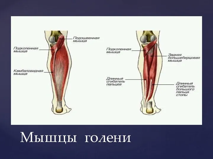 Мышцы голени