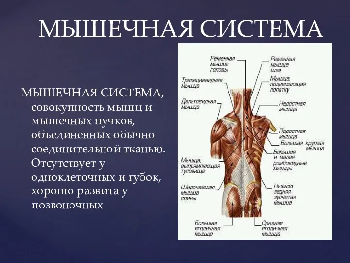 МЫШЕЧНАЯ СИСТЕМА МЫШЕЧНАЯ СИСТЕМА, совокупность мышц и мышечных пучков, объединенных