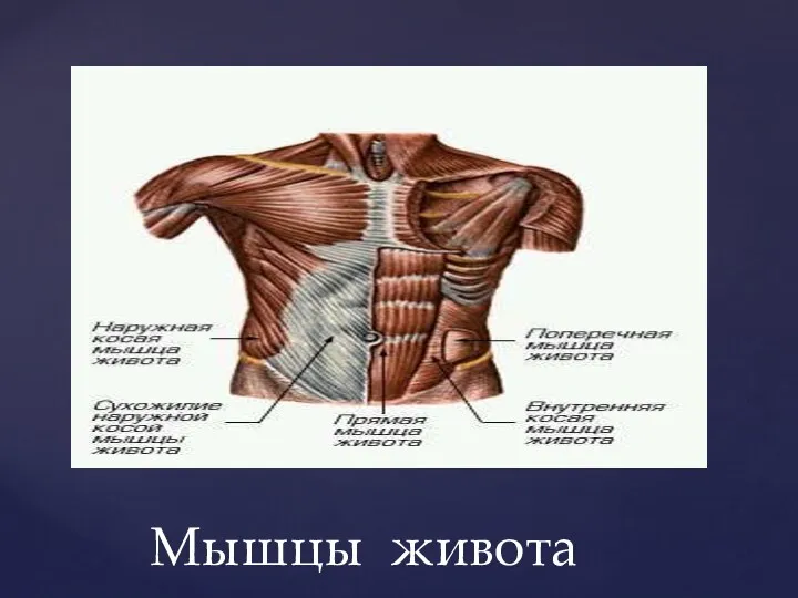 Мышцы живота