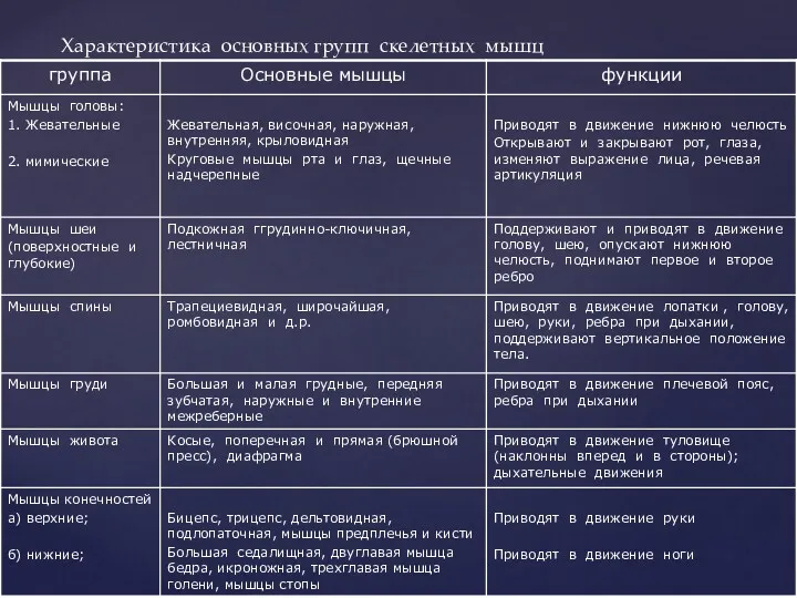 Характеристика основных групп скелетных мышц