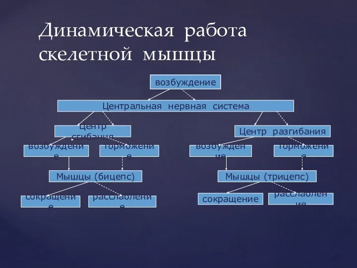 Динамическая работа скелетной мышцы возбуждение Центральная нервная система Центр сгибания