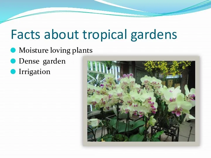 Facts about tropical gardens Moisture loving plants Dense garden Irrigation