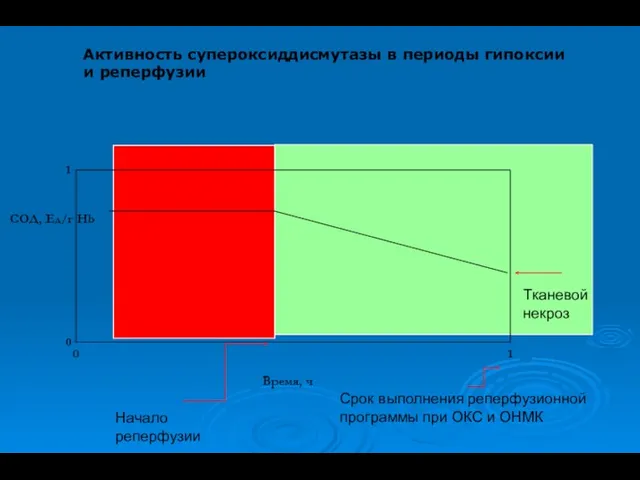 Активность супероксиддисмутазы в периоды гипоксии и реперфузии Срок выполнения реперфузионной программы при ОКС