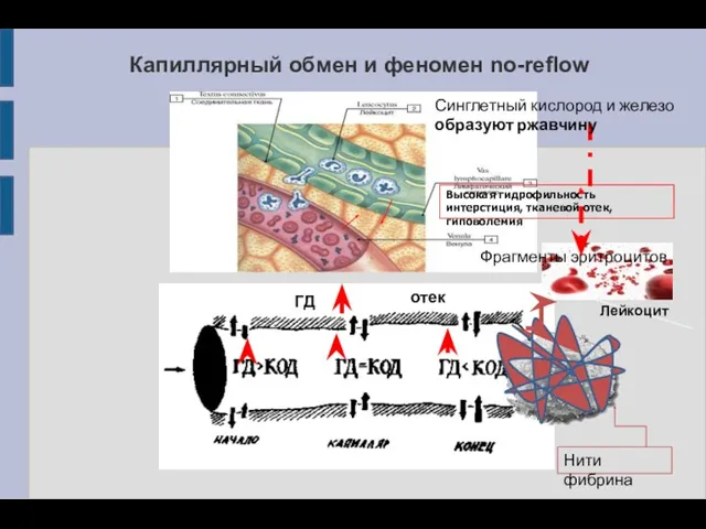 Капиллярный обмен и феномен no-reflow Лейкоцит ГД отек Высокая гидрофильность интерстиция, тканевой отек,