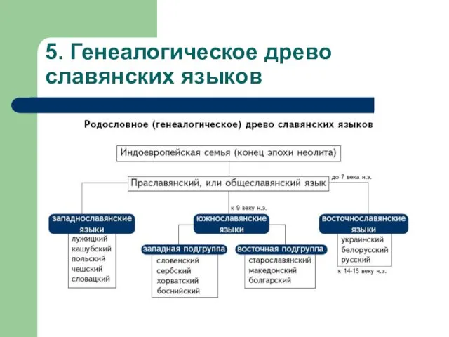 5. Генеалогическое древо славянских языков