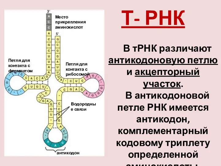 Т- РНК В тРНК различают антикодоновую петлю и акцепторный участок.