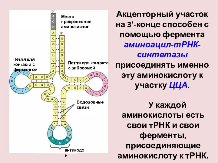 Акцепторный участок на 3'-конце способен с помощью фермента аминоацил-тРНК-синтетазы присоединять