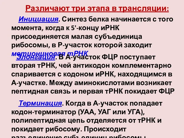 Различают три этапа в трансляции: Инициация. Синтез белка начинается с