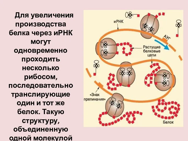 Для увеличения производства белка через иРНК могут одновременно проходить несколько