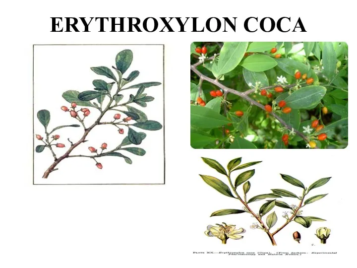 ERYTHROXYLON COCA