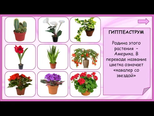 . ГИППЕАСТРУМ Родина этого растения – Америка. В переводе название цветка означает «кавалер со звездой»