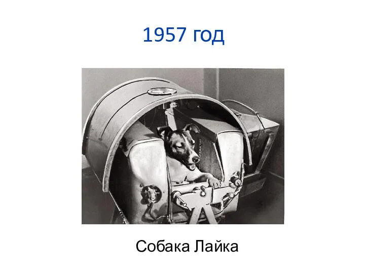 1957 год Собака Лайка