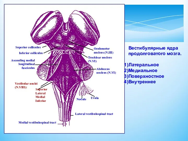 Вестибулярные ядра продолговатого мозга. Латеральное Медиальное Поверхностное Внутреннее