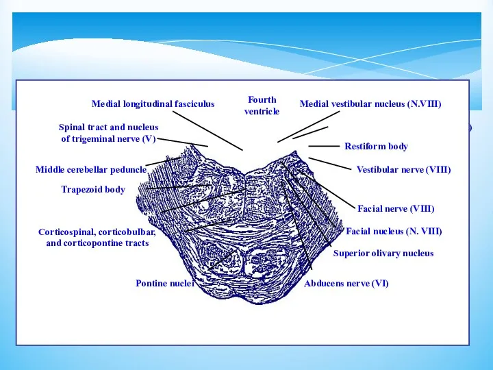 Lateral vectibular nucleus (N.VIII)