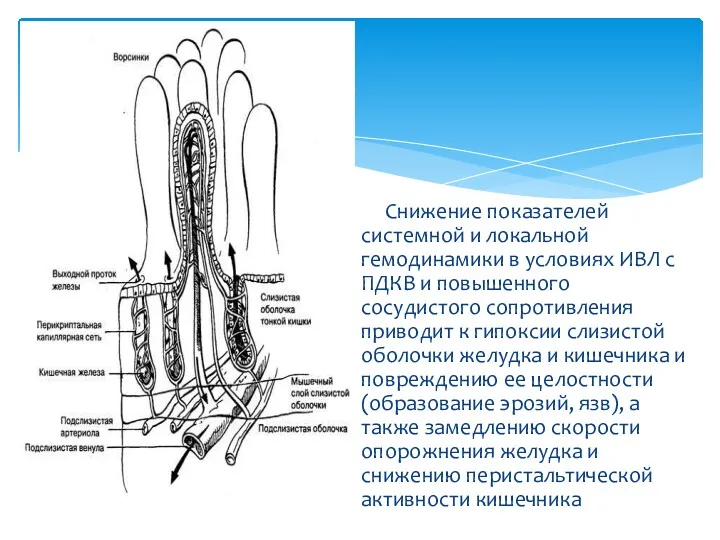 Снижение показателей системной и локальной гемодинамики в условиях ИВЛ с