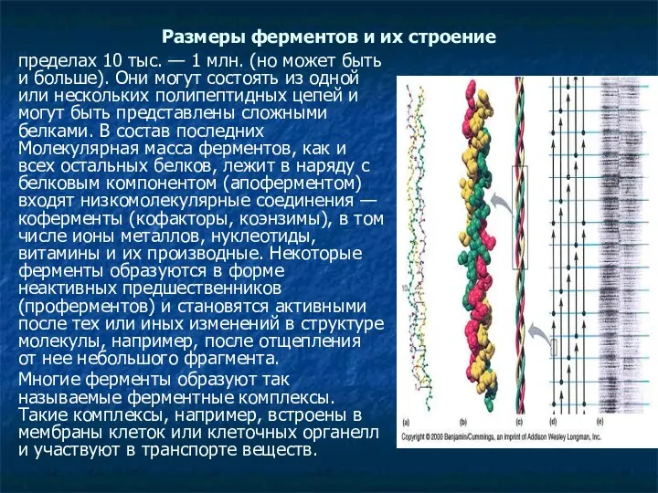 Размеры ферментов и их строение пределах 10 тыс. — 1