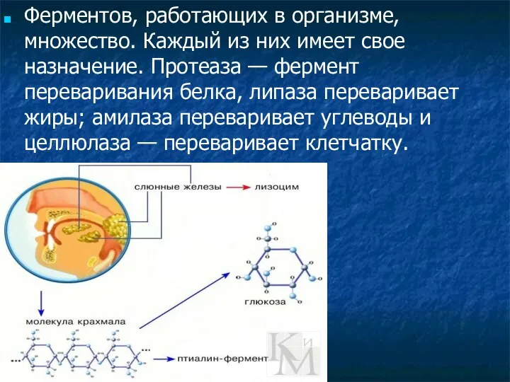 Ферментов, работающих в организме, множество. Каждый из них имеет свое