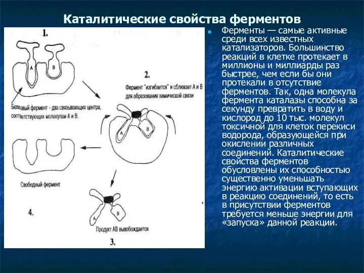 Каталитические свойства ферментов Ферменты — самые активные среди всех известных