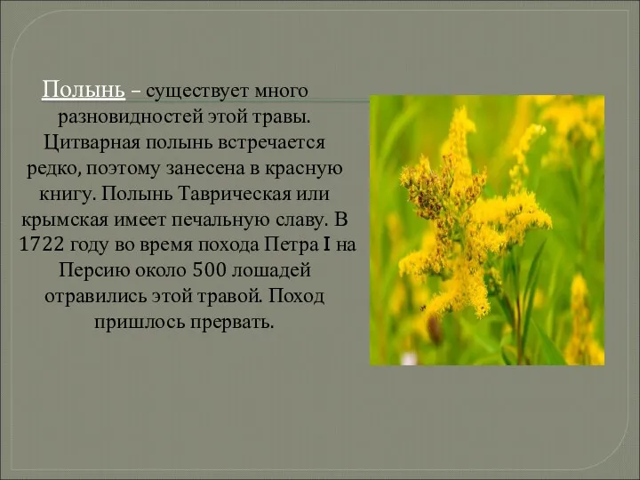 Полынь – существует много разновидностей этой травы. Цитварная полынь встречается редко, поэтому занесена