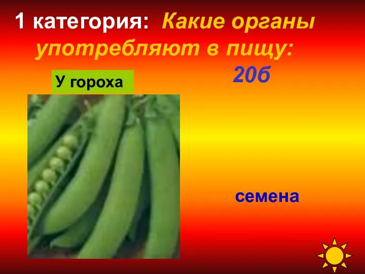 1 категория: Какие органы употребляют в пищу: 20б семена У гороха