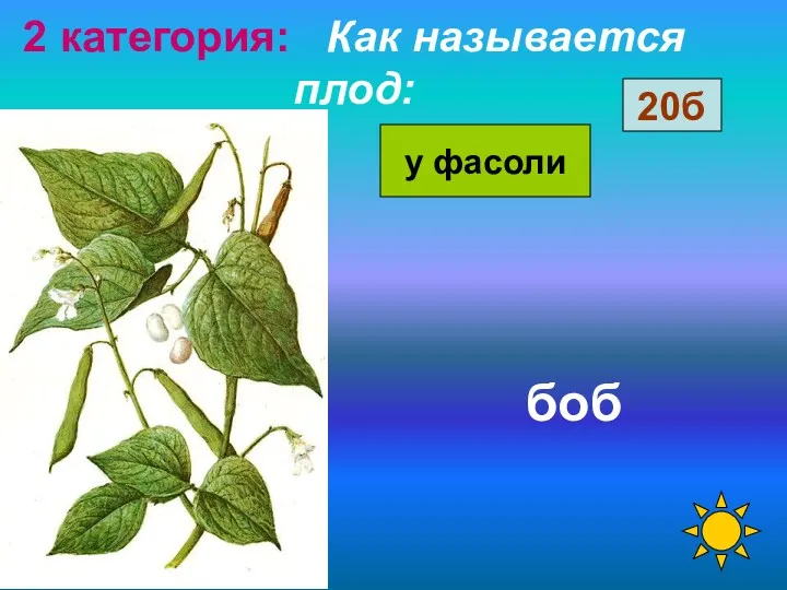 2 категория: Как называется плод: боб у фасоли 20б