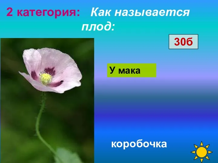 2 категория: Как называется плод: коробочка У мака 30б