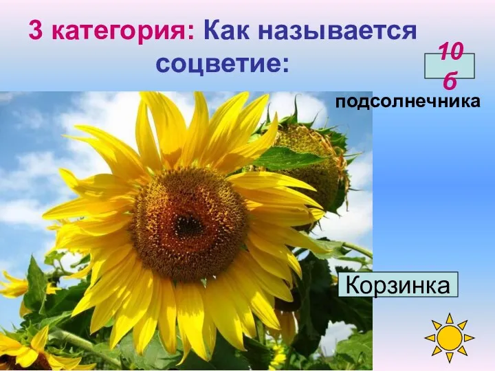 3 категория: Как называется соцветие: подсолнечника Корзинка 10б