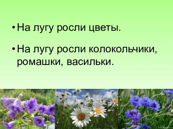 На лугу росли цветы. На лугу росли колокольчики, ромашки, васильки.