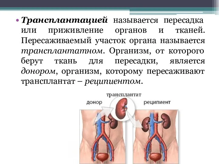 Трансплантацией называется пересадка или приживление органов и тканей. Пересаживаемый участок