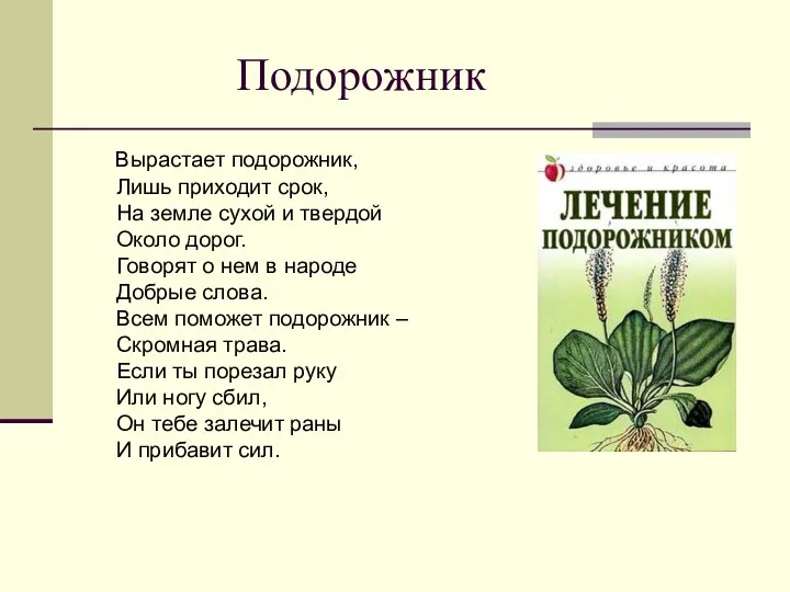 Подорожник Вырастает подорожник, Лишь приходит срок, На земле сухой и