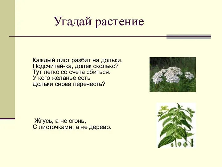 Угадай растение Каждый лист разбит на дольки. Подсчитай-ка, долек сколько?