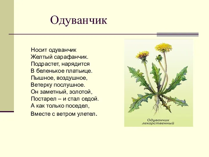 Одуванчик Носит одуванчик Желтый сарафанчик. Подрастет, нарядится В беленькое платьице.