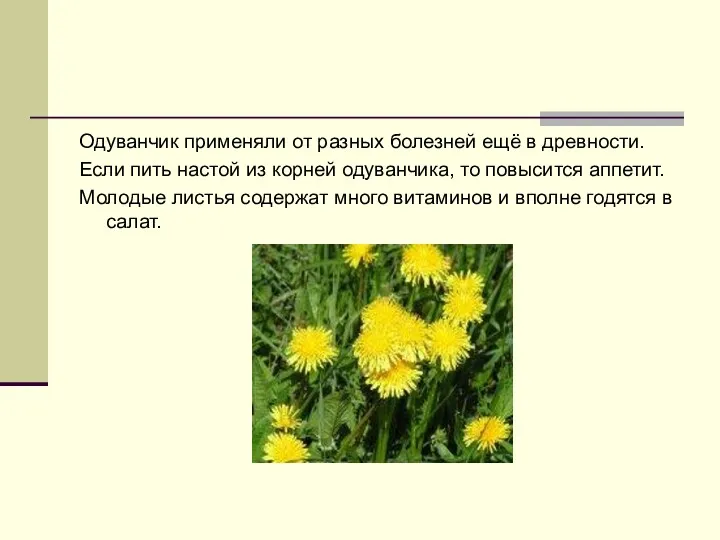 Одуванчик применяли от разных болезней ещё в древности. Если пить