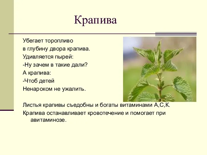 Крапива Убегает торопливо в глубину двора крапива. Удивляется пырей: -Ну