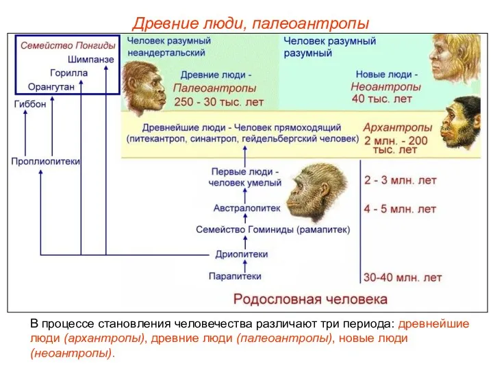 В процессе становления человечества различают три периода: древнейшие люди (архантропы), древние люди (палеоантропы),