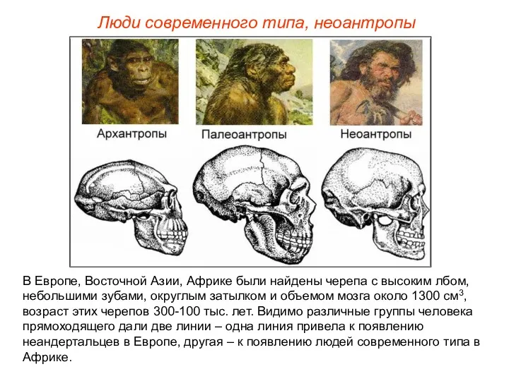 Люди современного типа, неоантропы В Европе, Восточной Азии, Африке были найдены черепа с