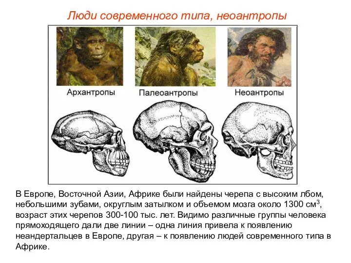 Люди современного типа, неоантропы В Европе, Восточной Азии, Африке были